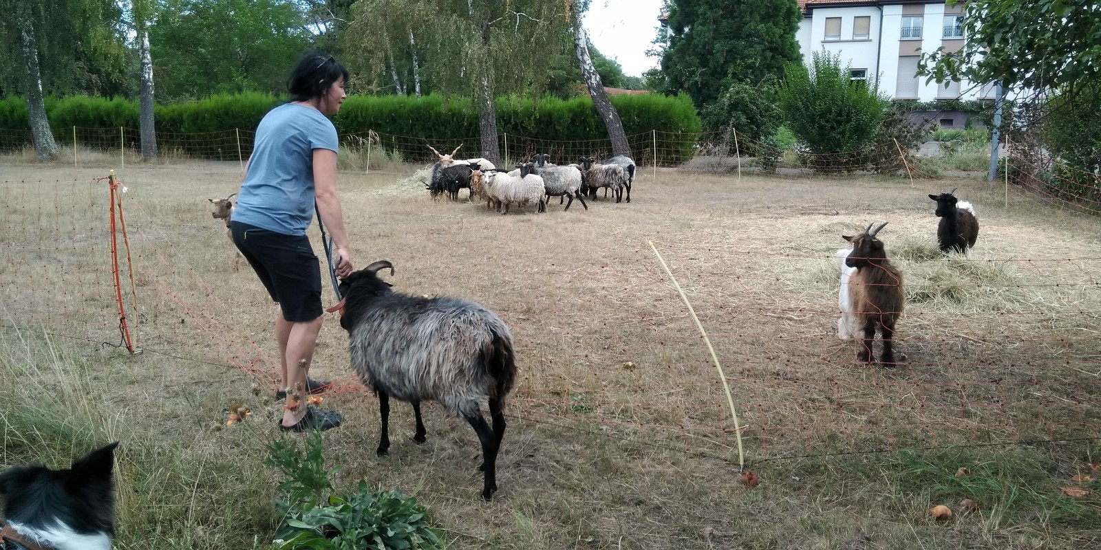 Schafe + Ziegen